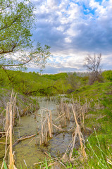 Fototapeta premium River, swamps, reeds, trees and the field on a stormy cloudy summer day. Voroninsky National Park, Tambov Oblast, Russia.