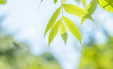 瑞々しい新緑の木