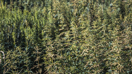 nettle bushes growing by an impassable wall