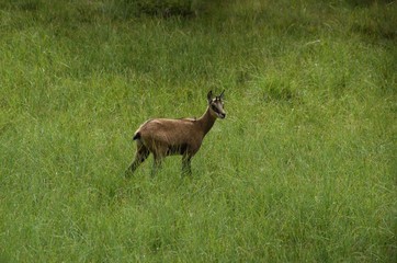 Chamois on a meadow in the forest