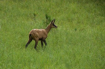 Chamois on a meadow in the forest