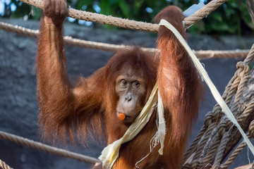 A wild mother Bornean Orangutan in the rainforest