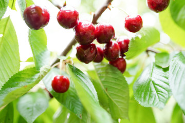 The ripe cherry on a branch after the rain. Selective focus.