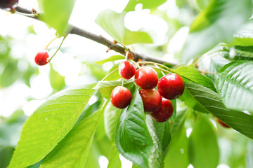 Red and sweet cherries on a branch just before harvest in early summer
