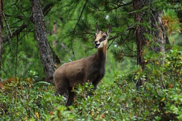 Chamois in the swiss forest