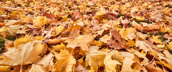 many dark gold fall maple leaves