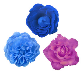 isolated beautiful three rose blooms