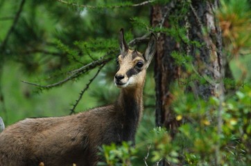 Chamois in the swiss forest