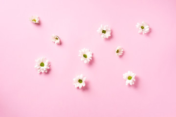 Fototapeta na wymiar Daisy pattern. Top view. Flat lay. Floral pattern of white chamomile flowers on pink background. Summer concept