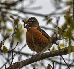 robin perched on branch with worms 