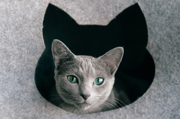 Fototapeta na wymiar Adorable kitten looking from cat house. Lovely russian blue cat portrait.