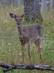 Young deer in woods 