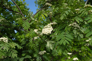 blooming mountain ash closeup, flower