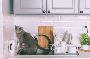 Lovely kitten playing on kitchen. Funny russian blue cat. Curious kitten sitting in sink.