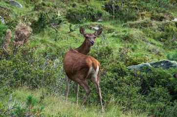 Summer nature curious wild red deer, standing on a meadow in forest
