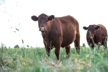 Cows raised with natural grass, Argentine meat production