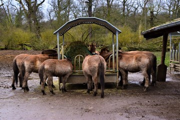 Mongolian wild horses feeding in animal sanctuary