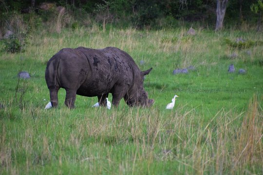 White rhino with egrets in African savannah
