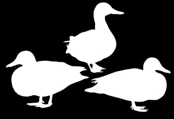 three standing duck silhouettes isolated on black