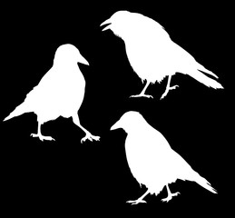 set of three walking crow silhouettes on black