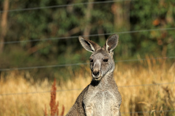 Känguru beim Fressen in Australien