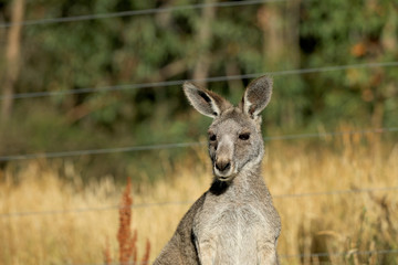 Känguru beim Fressen in Australien