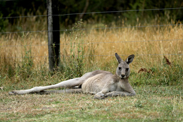 Känguru beim Fressen in Australien