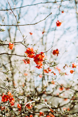 blooming plum, spring garden, pink flowers