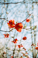 blooming plum, spring garden, pink flowers