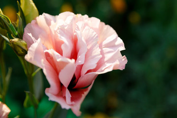 Beautiful pink flower eustoma on a green background. Spring, summer, nature.