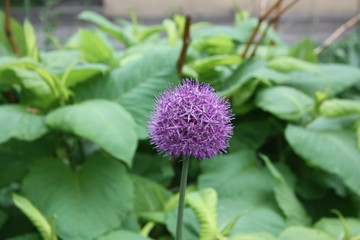 flowers in the old yards of St. Petersburg   