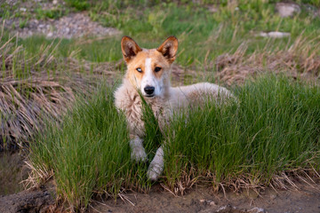 Naklejka na ściany i meble Red dog with blue and brown multi-colored eyes lying on the green grass