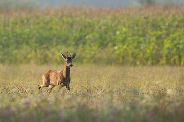 Roebuck - buck (Capreolus capreolus) Roe deer - goat