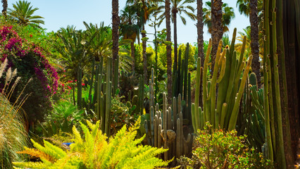 Jardine Majorelle In Marrakesh, Morocco, Africa, Yves Saint Laurent magic garden, flowers cactus...