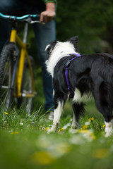 Bicycle with border collie dog