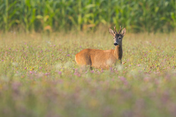 Roebuck - buck (Capreolus capreolus) Roe deer - goat