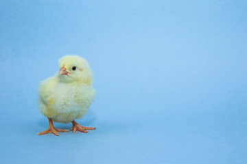 Little yellow chicken on blue background