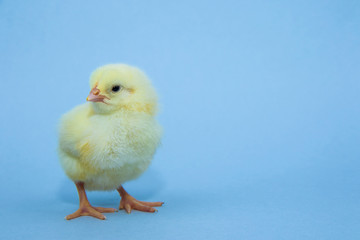 Little yellow chicken on blue background