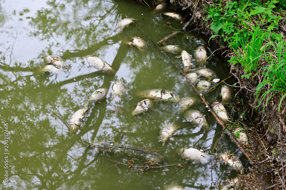 Sticker dead carp on lake surface.