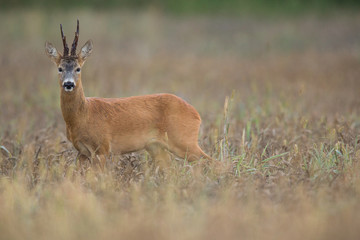 Naklejka na ściany i meble Roebuck - buck (Capreolus capreolus) Roe deer - goat