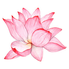Wtercolor tropical flower lotus