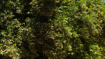 Jardine Majorelle In Marrakesh, Morocco, Africa, Yves Saint Laurent magic garden, flowers cactus trees background