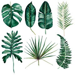 Hand drawn watercolor tropical plants set. Exotic palm leaves, jungle tree, brazil tropic botany elements.