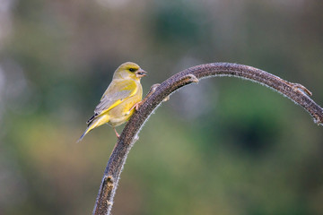 verdone posato su una pianta di girasole