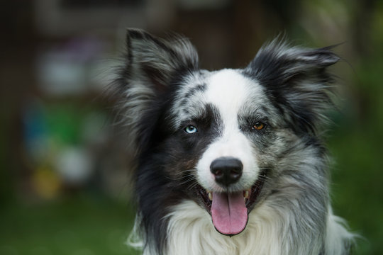 Adult border collie looking to camera
