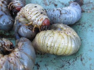 Bichos de pés de coco