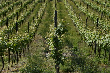 Vineyard grapes landscape