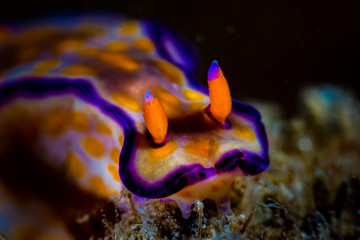 beautiful nudibranch on coral with vibrant colours 
