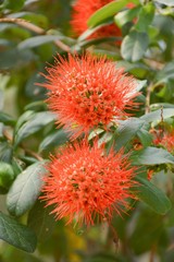 red combretum erythrophyllum flower in nature garden