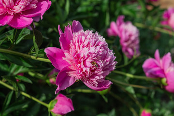 Obraz premium Pink peony flowers in garden, springtime